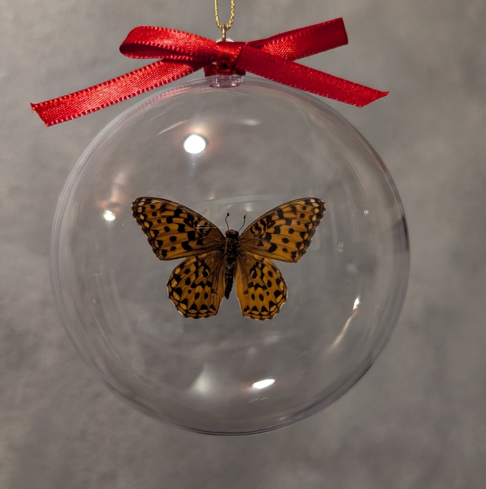 Christmas Ornament Real Butterfly